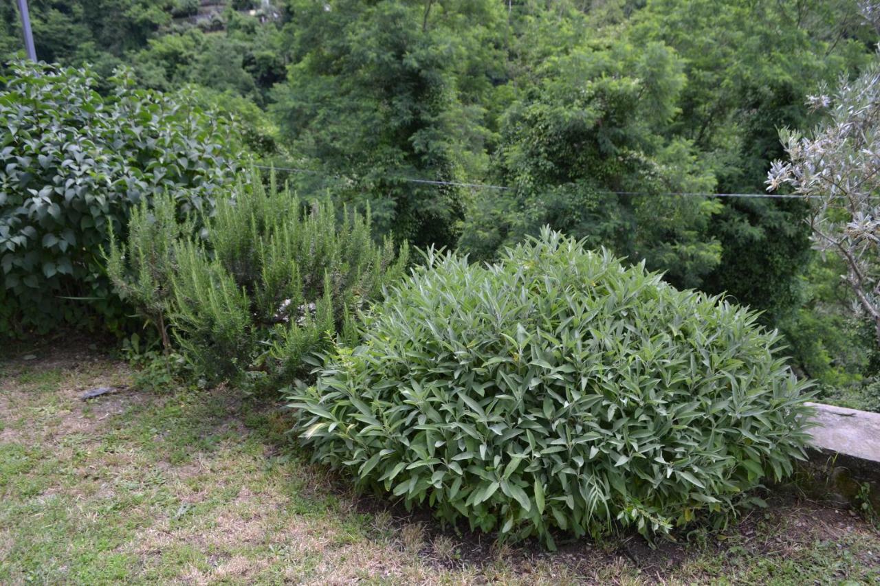 La Limonaia Di Casagrande Villa Barga Eksteriør billede